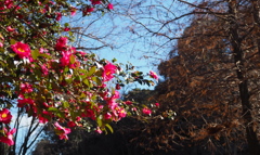 陽の光り 山茶花浴びし 冬の暖