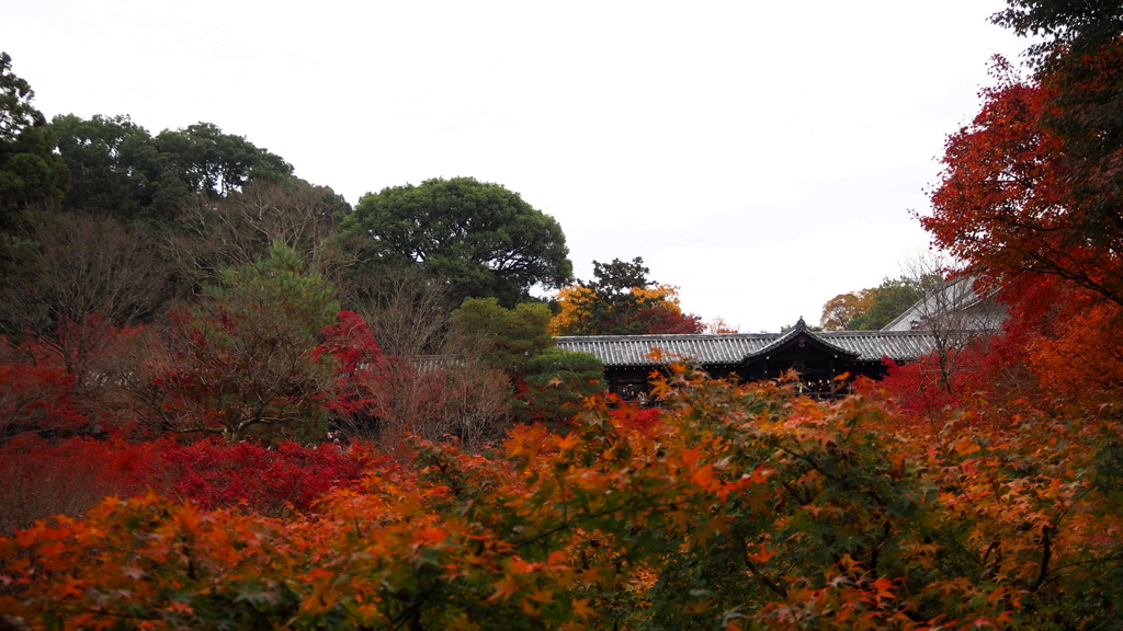 東福寺 紅葉名所や 嘘は無し ①