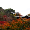 東福寺 紅葉名所や 嘘は無し ①