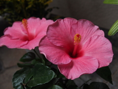 鉢植えのハイビスカスや花二輪
