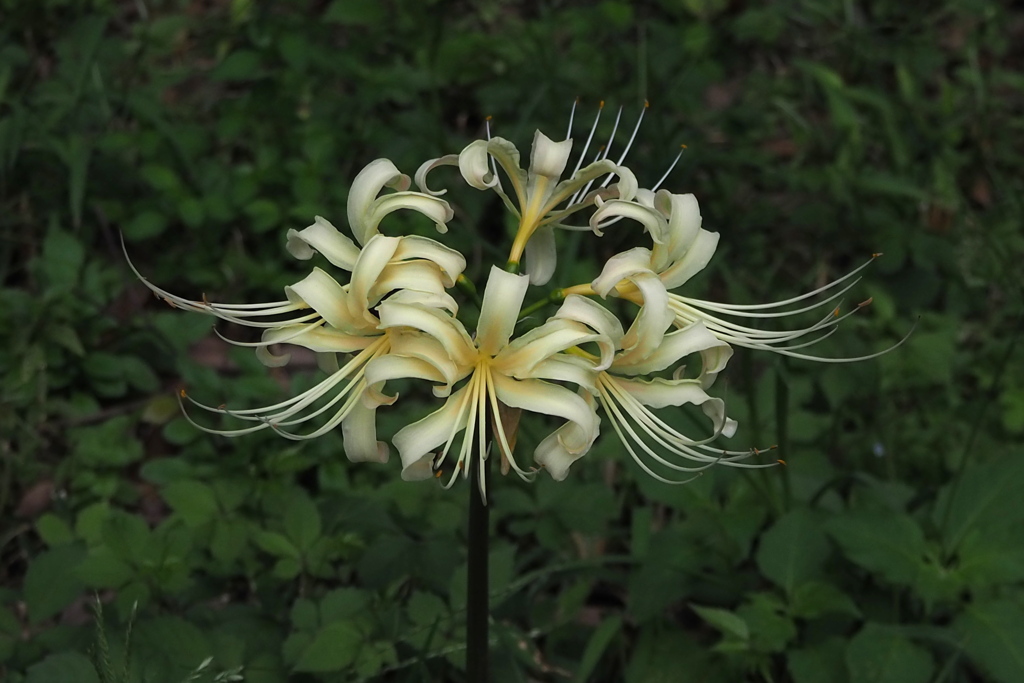 彼岸花 もう頃合いと 花開き （白）