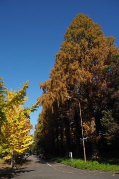 青空に キャンパスの木々 秋の色