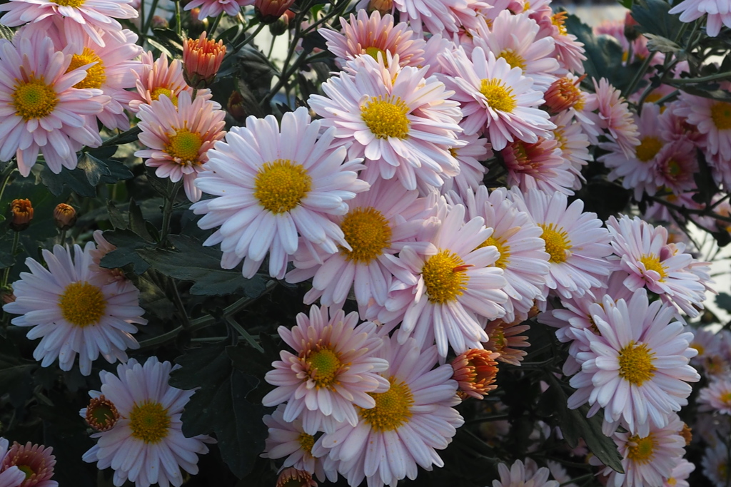 どの花も まだ行けますと 美を競い