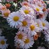 どの花も まだ行けますと 美を競い