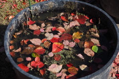 ハス鉢の 落ち葉織りなす 秋世界