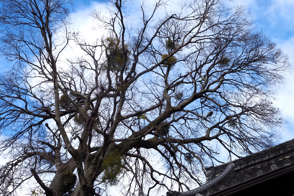 裸木や 宿り木ともに 冬の空