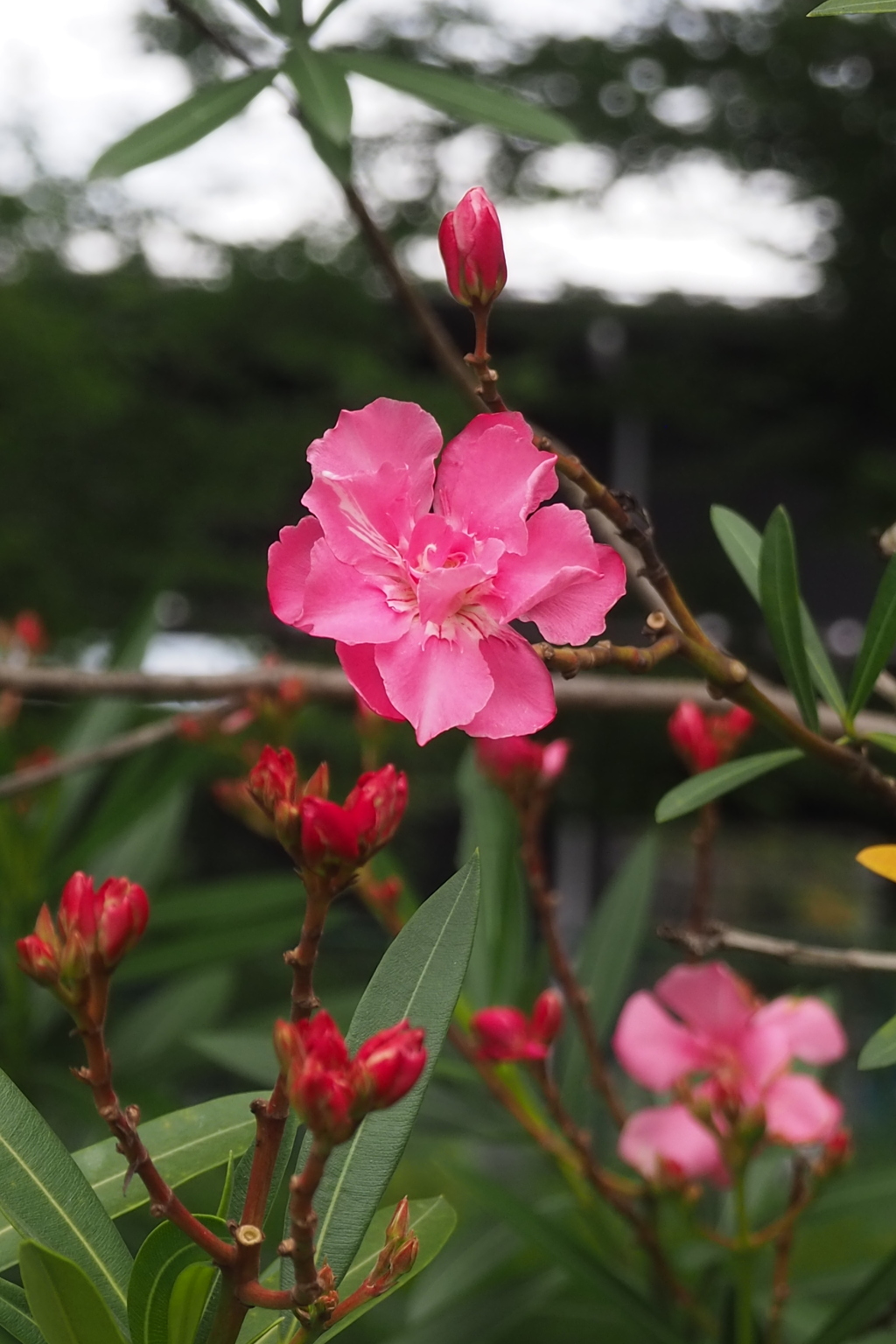 夏の花 夾竹桃は 今が旬