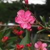 夏の花 夾竹桃は 今が旬