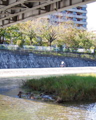 橋の下 陰にひっそり カモ十羽