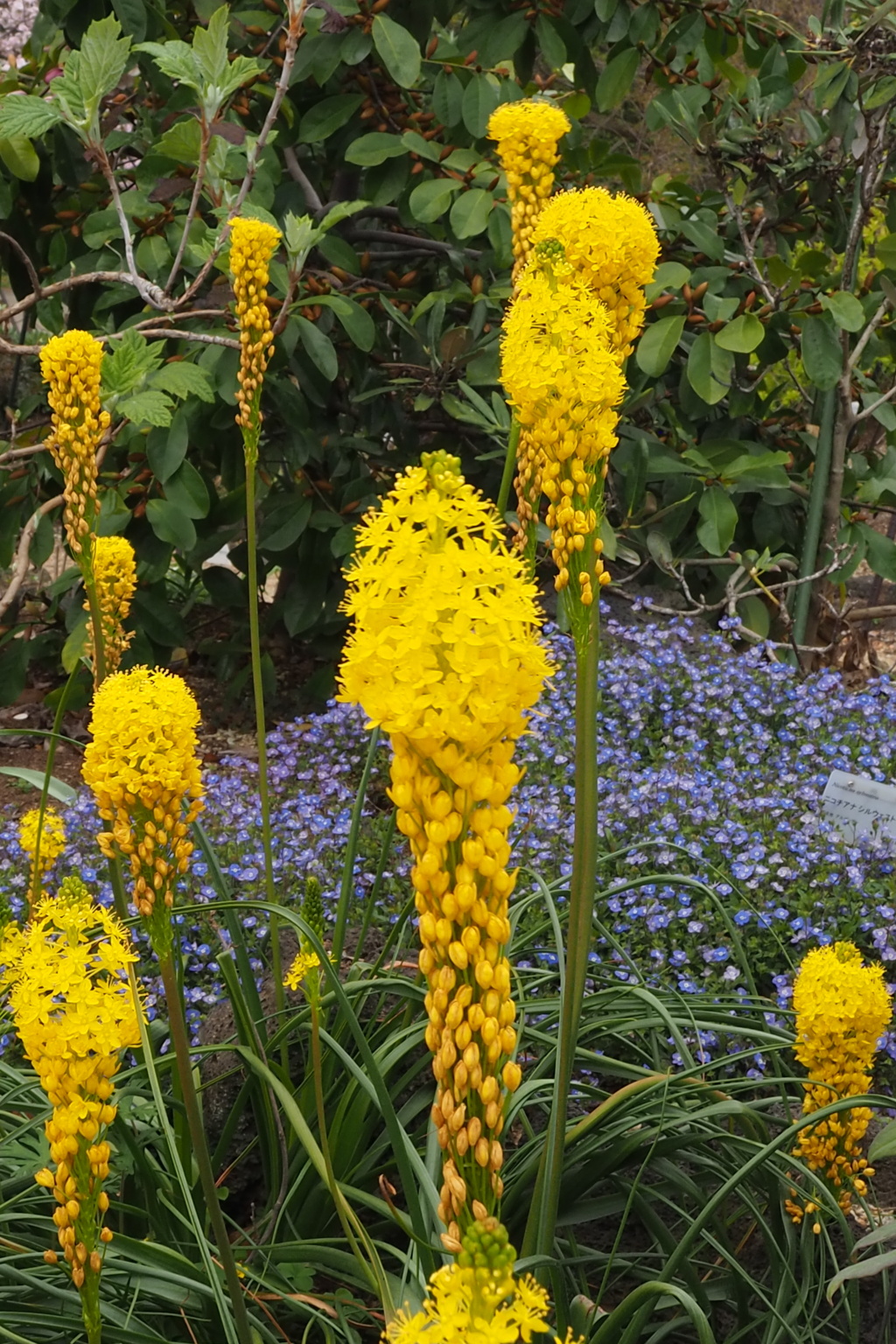強い個性 黄色き花は アフリカ産