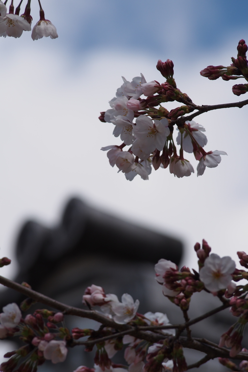 三分咲き 神社の桜 仰ぎ見る