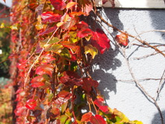 秋の陽や 蔦鮮やかに 家の壁