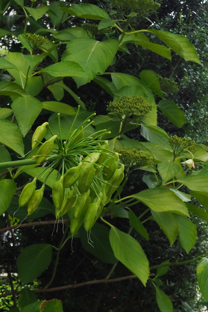 緑一色 梅雨の花たち 時を過ぎ