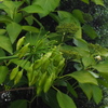 緑一色 梅雨の花たち 時を過ぎ