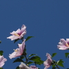 青空に 時機到来と ムクゲ花