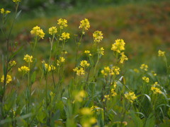 菜の花や 寒中いえども もう開花