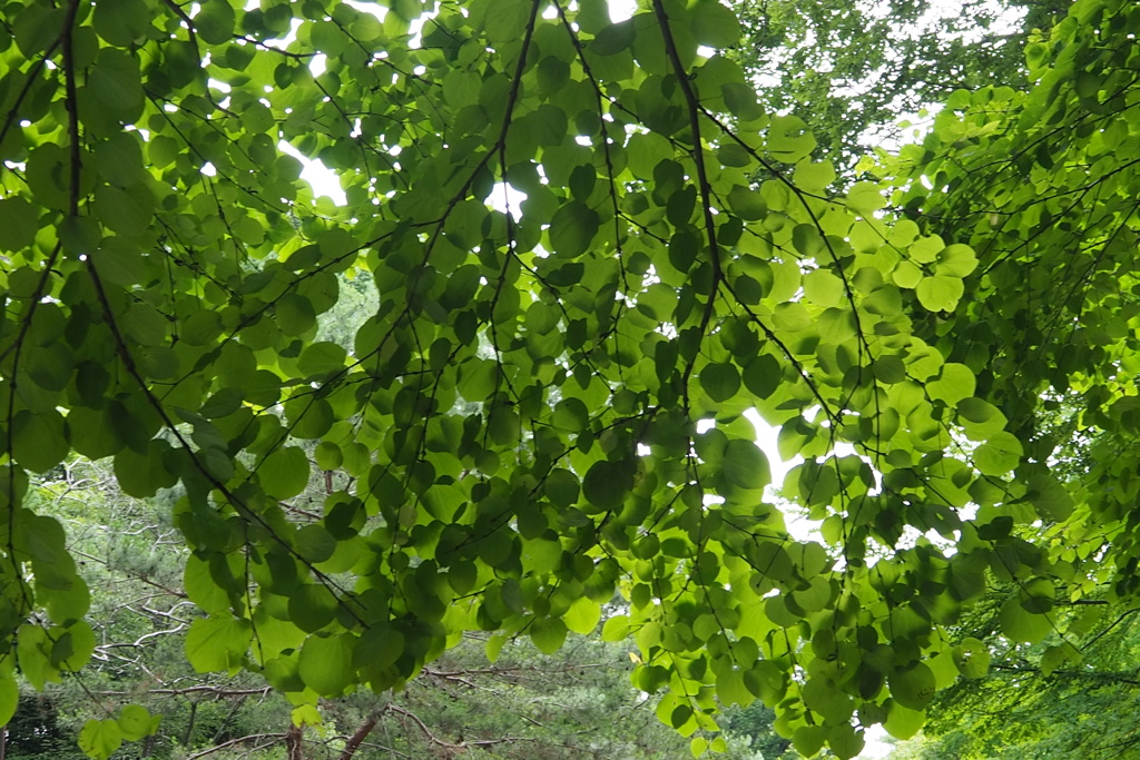 透けて見る 若葉まぶしや 桂かな