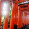 秋近し 鳥居合い間に 朝陽さす