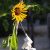 ひまわりは 朝陽を浴びて 顔上げる