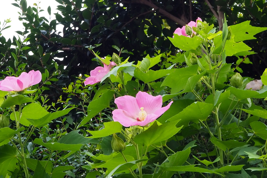 優し色 見上げる先に 芙蓉花
