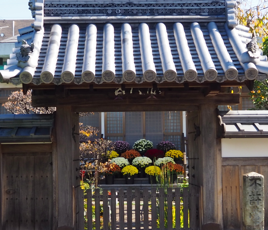門の中 菊の鉢植え お出迎え