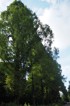 夏空に メタセコイアは 枝広げ
