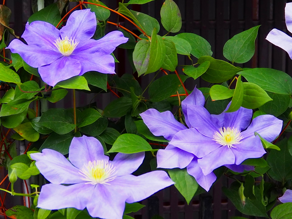 紫の 涼やかテッセン 街の花