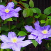 紫の 涼やかテッセン 街の花