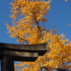 青に黄 神社の銀杏 まだ萌えし