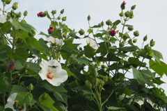 純白に 虫も誘わる 芙蓉かな