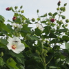 純白に 虫も誘わる 芙蓉かな