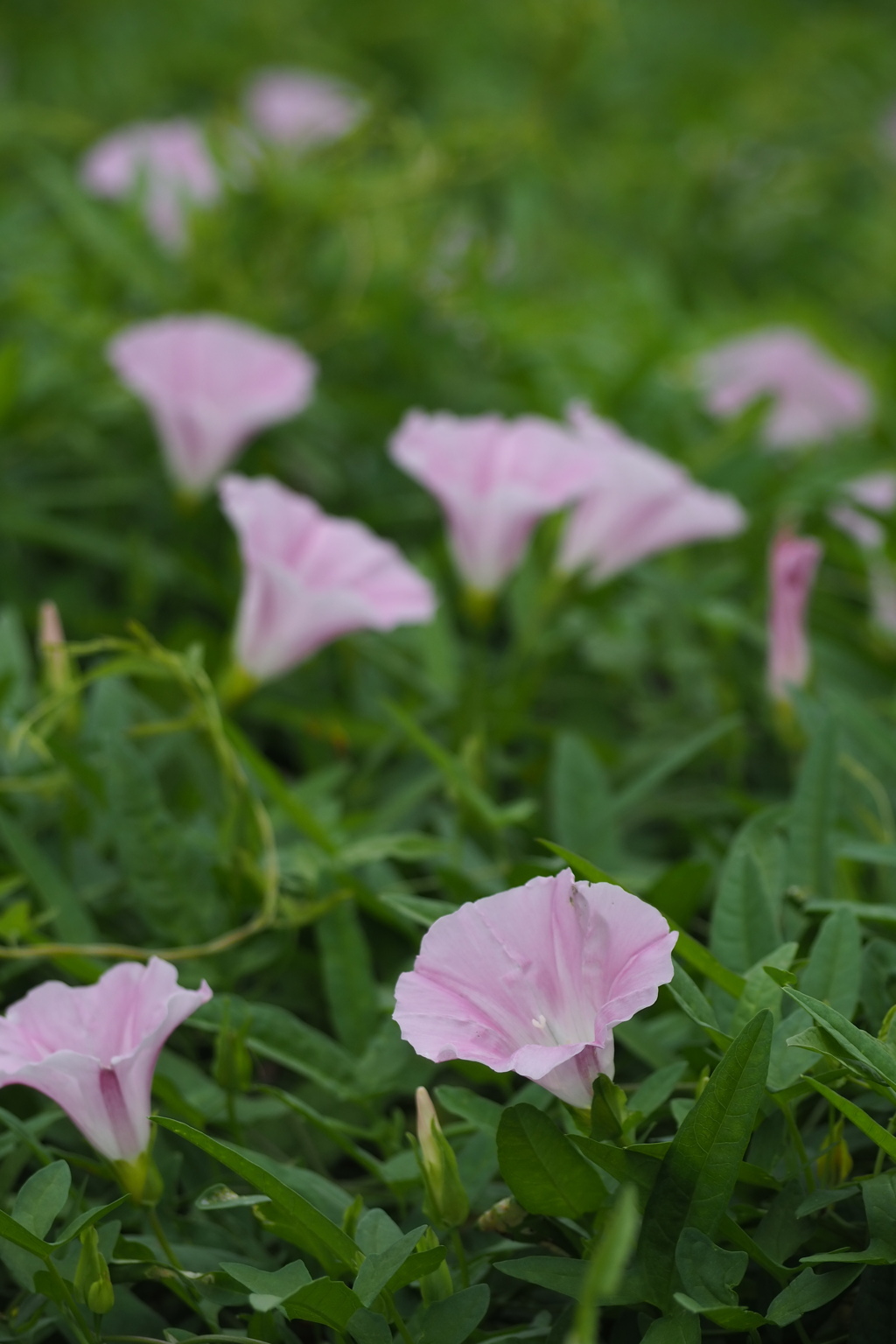 涼やかに 昼顔乱舞 草の中
