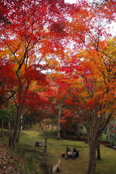 秋深し もみじ公園 ときめきて ➁