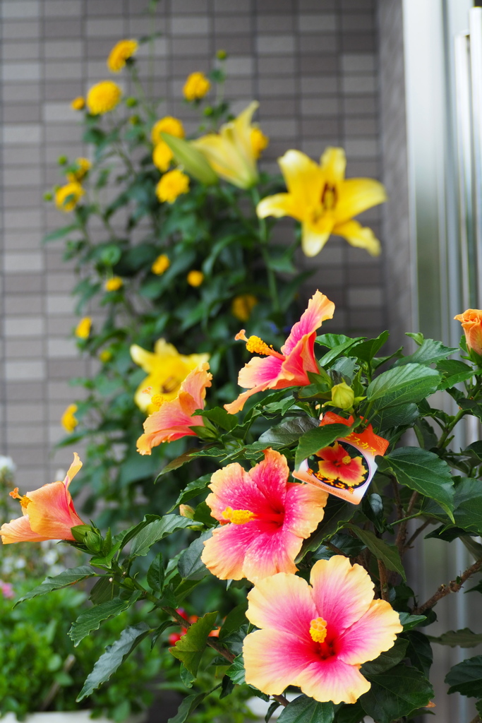 元気出る 玄関彩る 夏の花