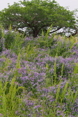 堤防の 斜面飾るは 紫花