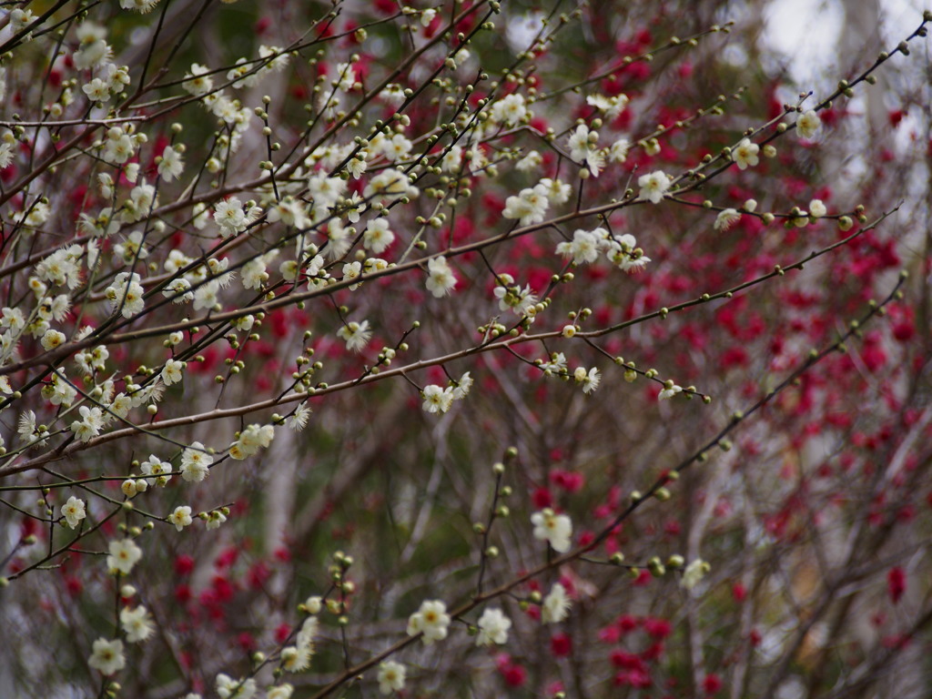 紅白の 梅の開花や 心立つ