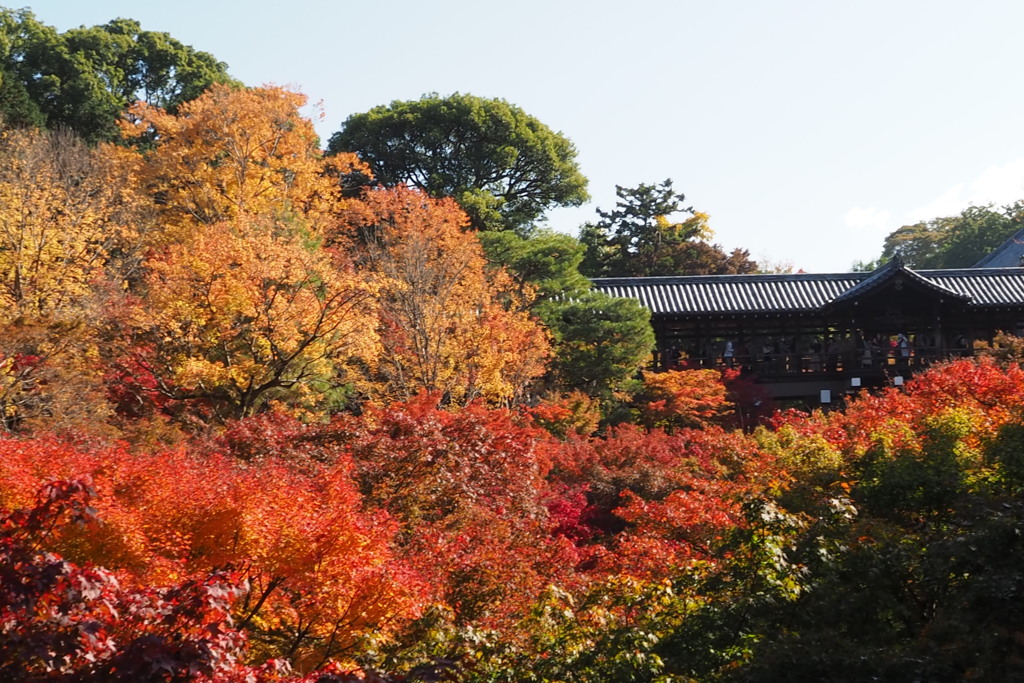 秋盛り 通天橋は 色の波