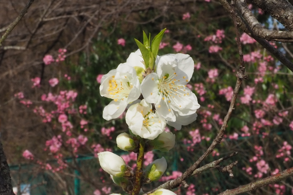 城公園 ハナモモ一斉 開花中