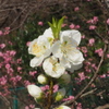 城公園 ハナモモ一斉 開花中
