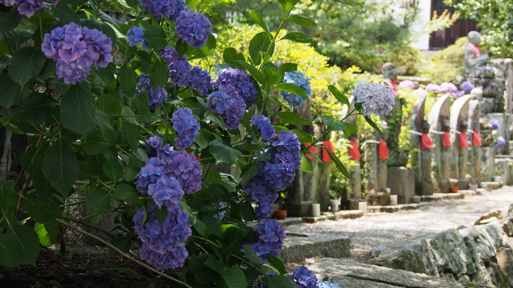 矢田寺や アジサイの陰 菩薩あり