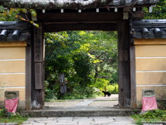 秋の日や 猫が一匹 寺の門