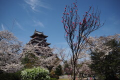 伏見城 今が最高 花見時