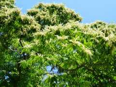 遠くまで香り届けし栗の花