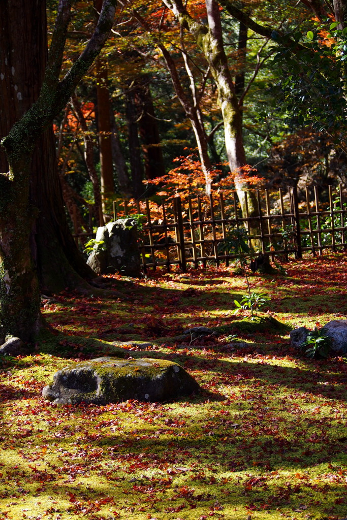 やわらかき 秋の陽射しや 寺の庭