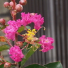 百日紅 玄関先で 見つけたよ