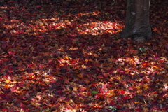 彩りの 最終見せ場 敷紅葉