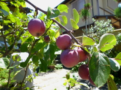 夏の庭ブドウかリンゴかサクランボ？