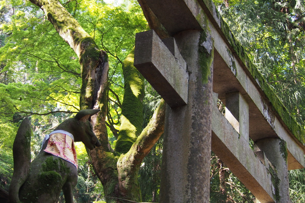 苔むして鳥居も使者も時間（とき）を知る