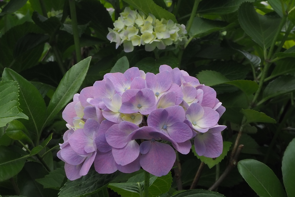 見つけたよ 薄紫の 花てまり