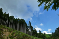 夏名残 北山の空 杉木立